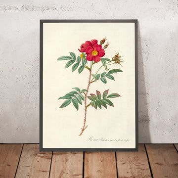 A framed image of Rose (Rosa Redutea Rubescens) by Pierre Joseph Redouté, 1817