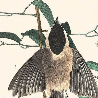 Mésange de Caroline par John James Audubon, 1827