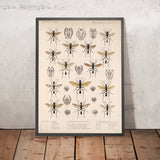 Insecta: Hymenoptera (Plate 22) by Frederick DuCane Godman, 1879
