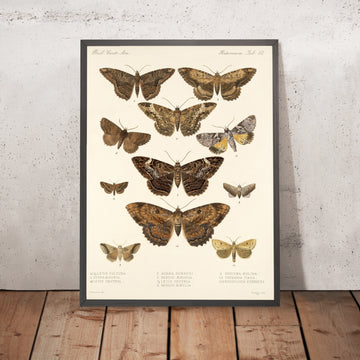 A framed image of 