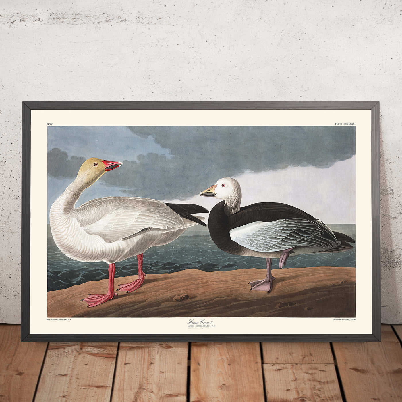 A framed image of Snow Goose by John James Audubon, 1827