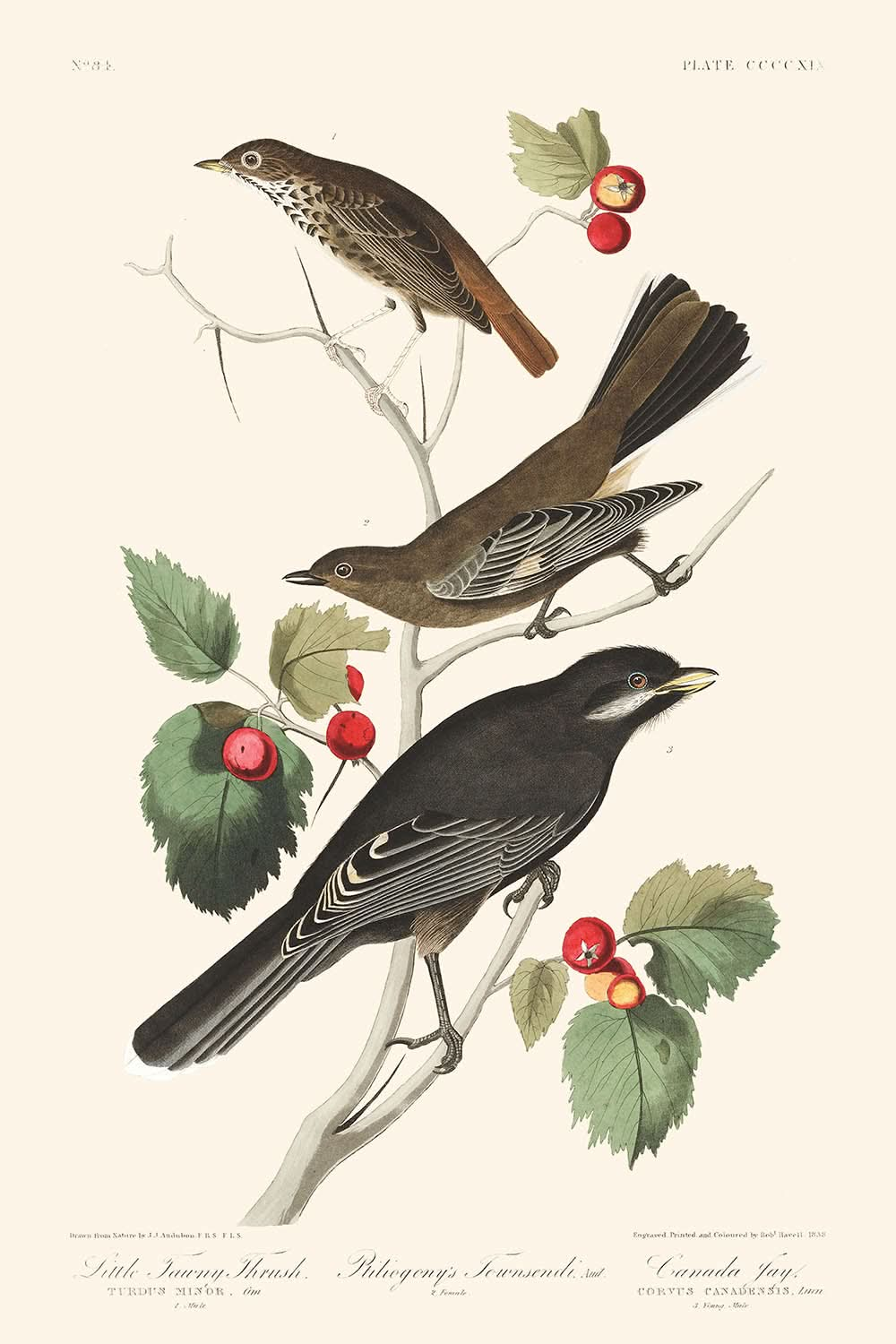 Zorzal leonado chico Ptiliogony's Townsendi Canada Jay por John James Audubon 1827