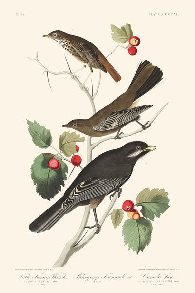 Kleine Braune Drossel Ptiliogony's Townsendi Kanada Jay von John James Audubon 1827 