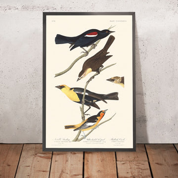 Storno di Nuttall, Troupiale dalla testa gialla, Oriole di Bullock di John James Audubon, 1827 