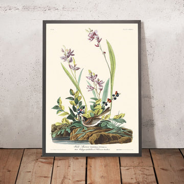 Feldsperling von John James Audubon, 1827 