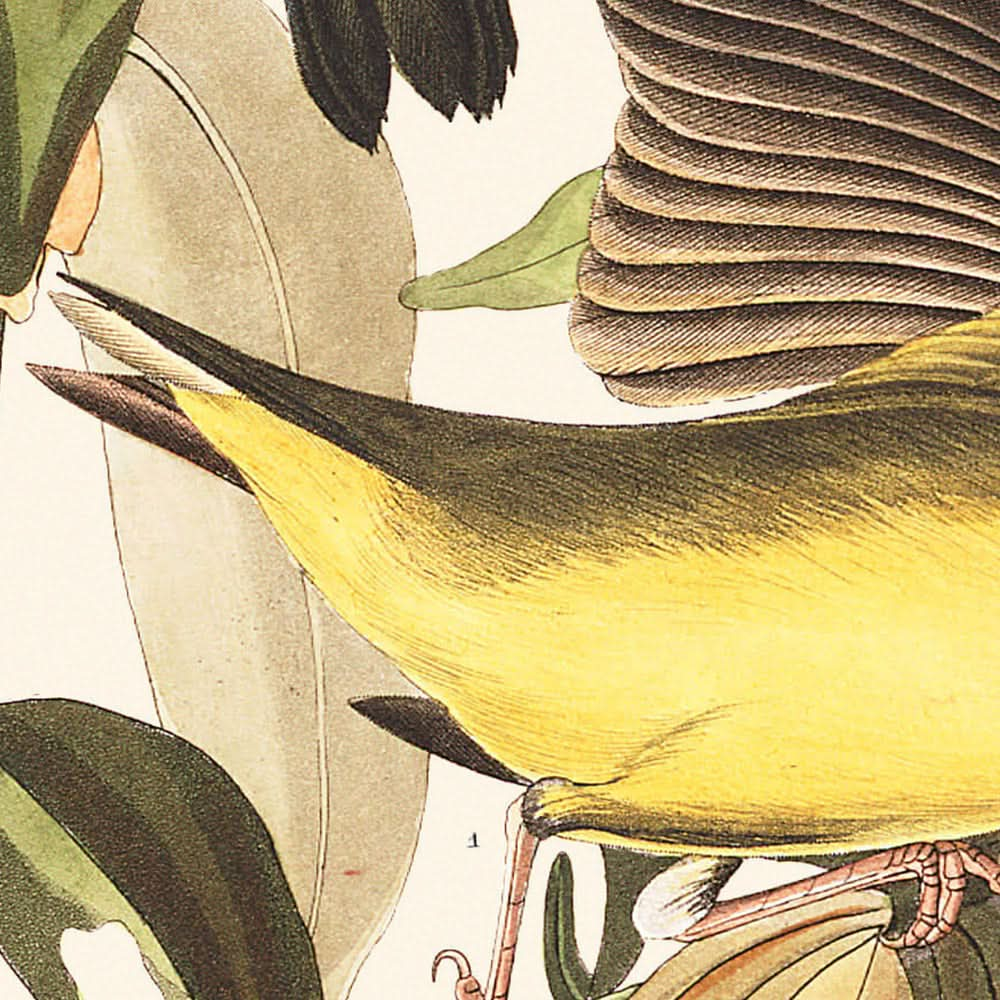 "Connecticut-Waldsänger von John James Audubon, 1827"