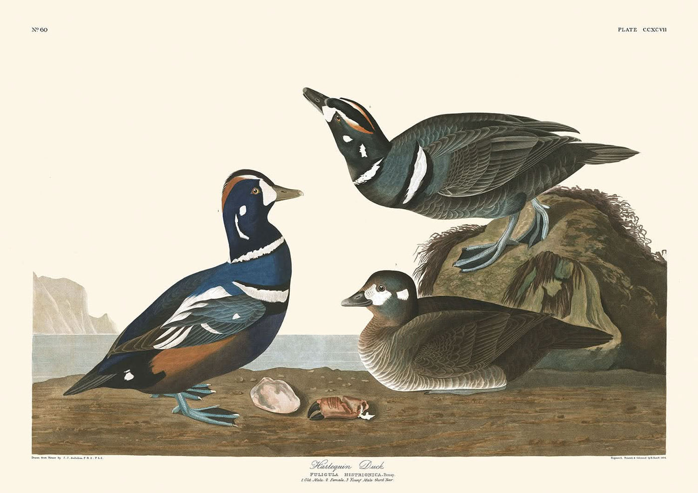 Harlekin-Ente von John James Audubon, 1827