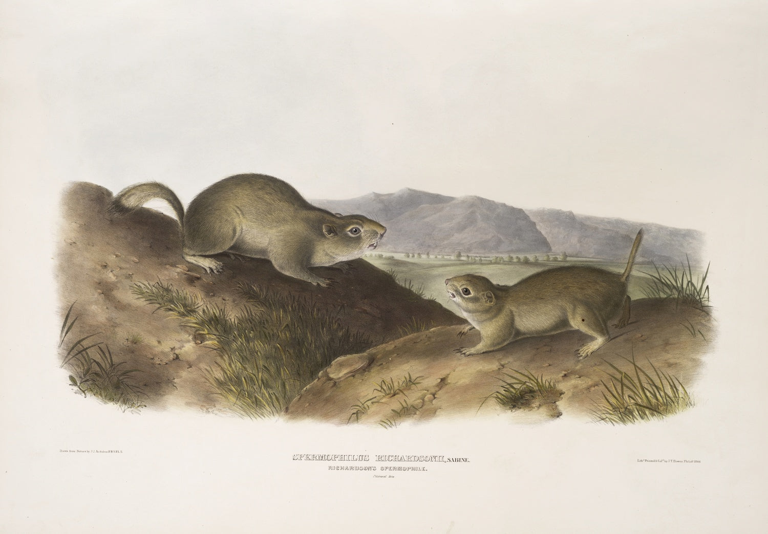 Artwork preview