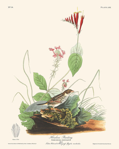 Henslow's Bunting by John James Audubon, 1827