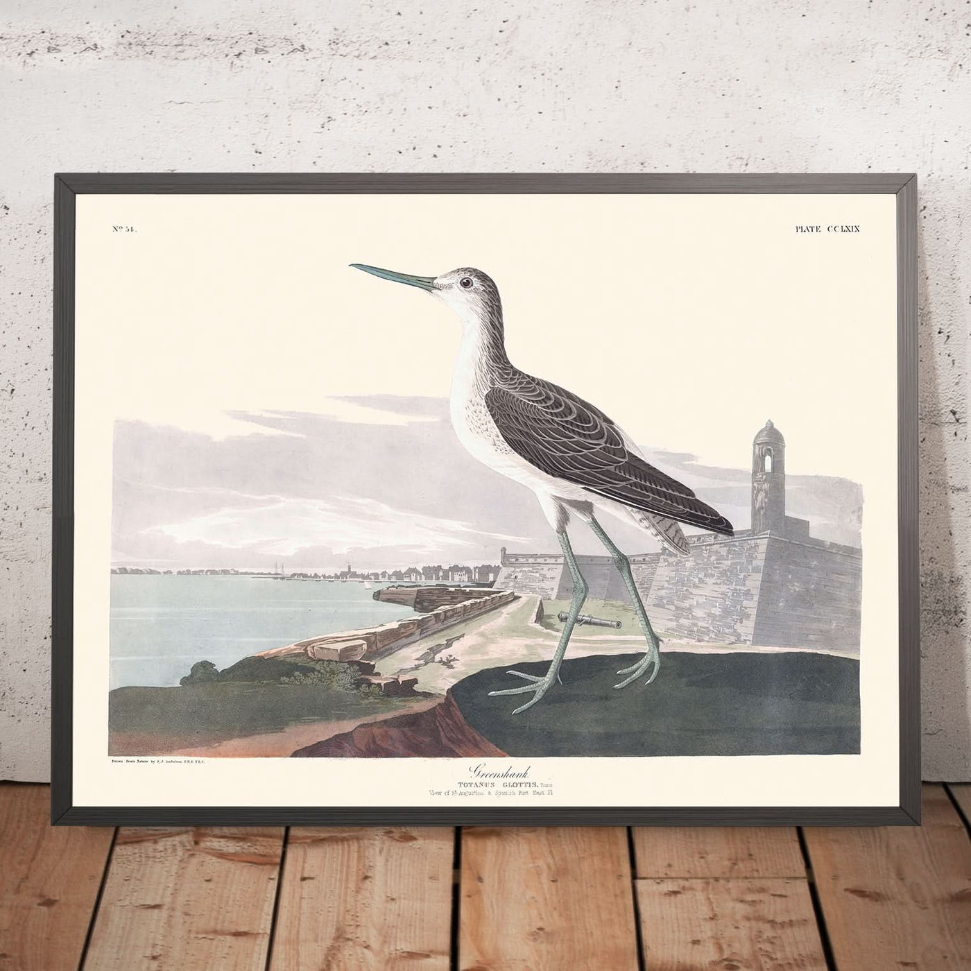 Greenshank by John James Audubon, 1827