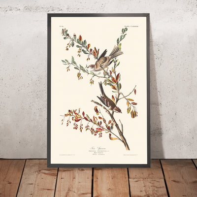 A framed image of Tree Sparrow by John James Audubon, 1827