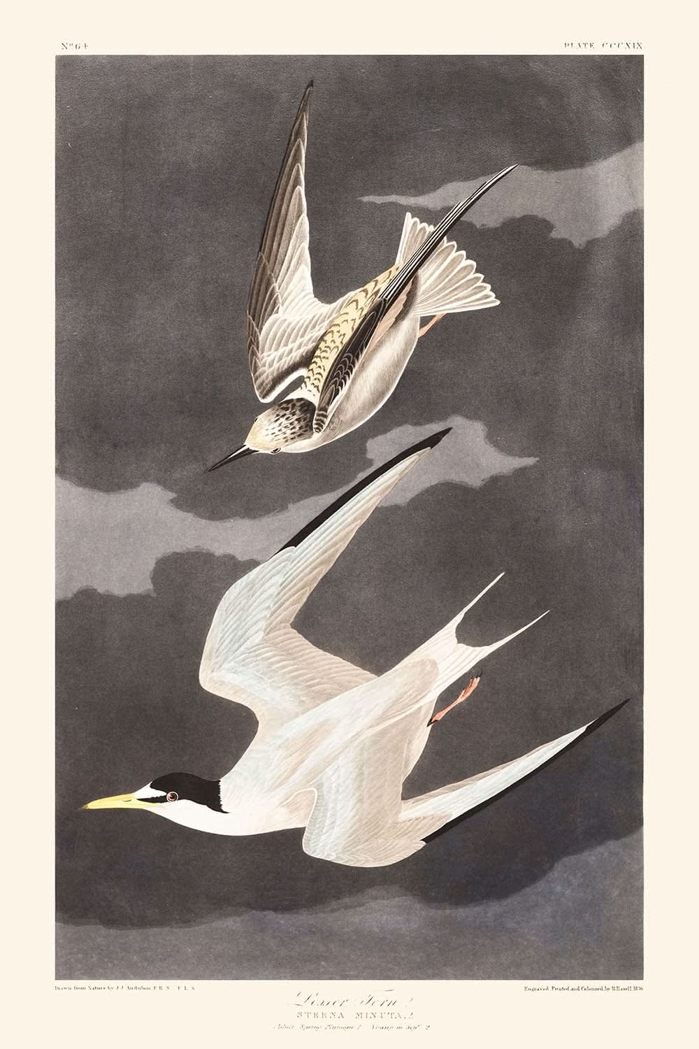 Sterne naine par John James Audubon, 1827