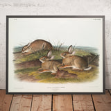 Warm Wood Hare (Lepus artemesia) by John Woodhouse Audubon, 1845