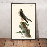 Le Petit Caporal (Merlin) par John James Audubon, 1827 