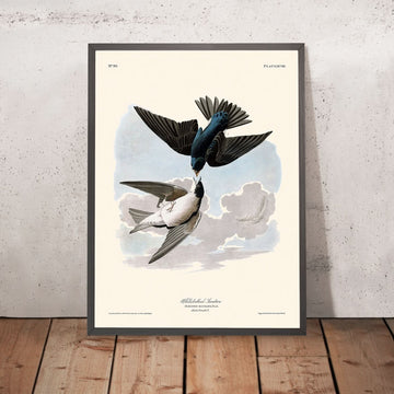 Rondine dal ventre bianco di John James Audubon, 1827 