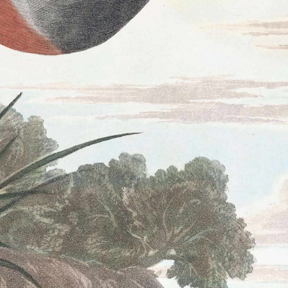 Grèbe jougris par John James Audubon, 1827