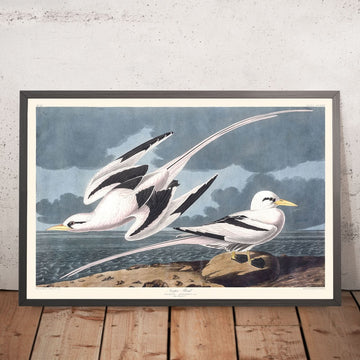 Uccello Tropicale di John James Audubon, 1827 