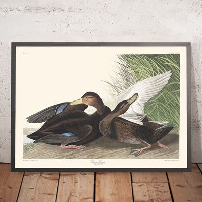 Dusky Duck by John James Audubon, 1827