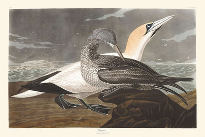 Fou de Bassan par John James Audubon, 1827