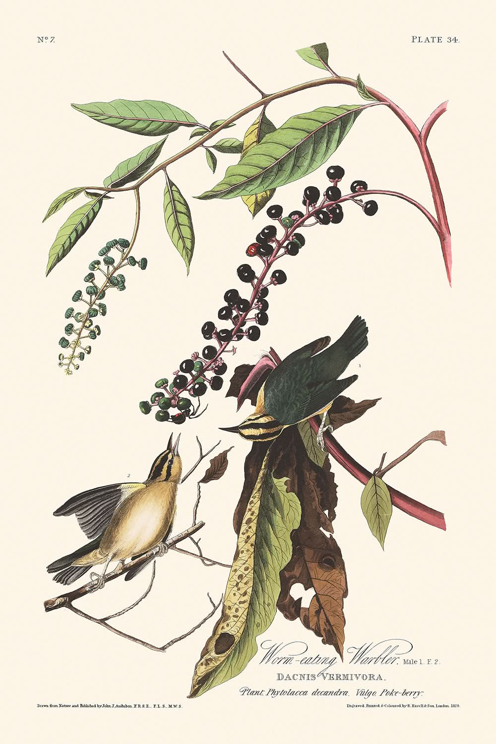 Wurm fressender Warbler von John James Audubon, 1827 