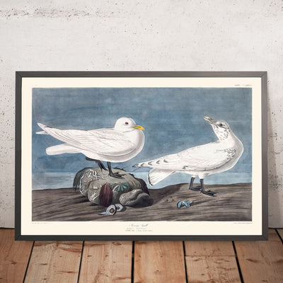 Ivory Gull by John James Audubon, 1827