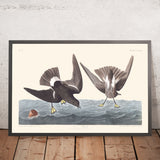 Sturmvogel von John James Audubon 1827 