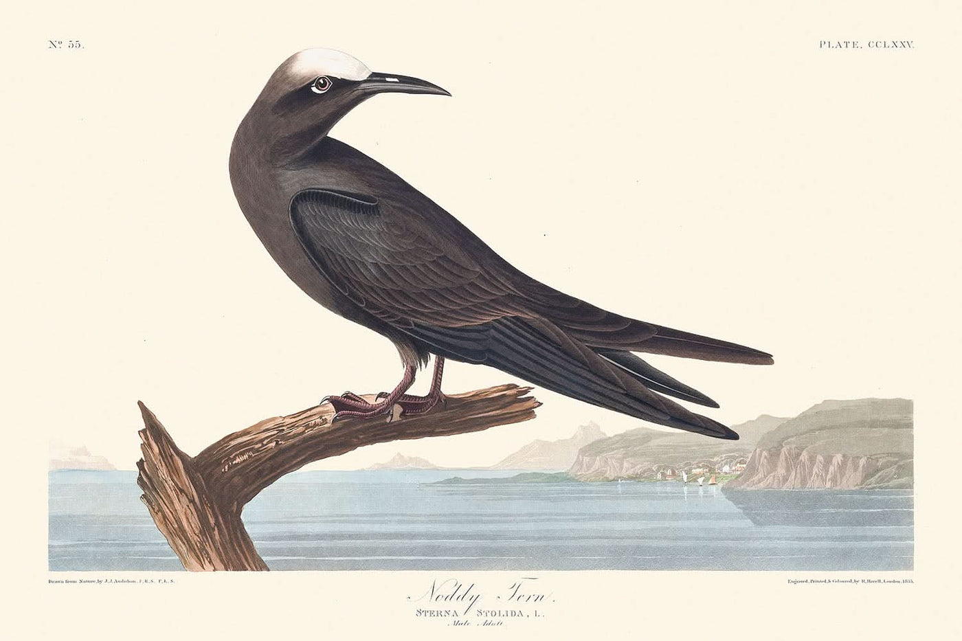 Noddy Tern von John James Audubon, 1827