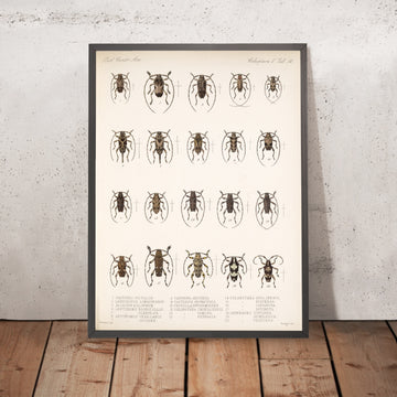 A framed image of 