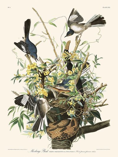 Pájaro sinsonte de John James Audubon, 1827