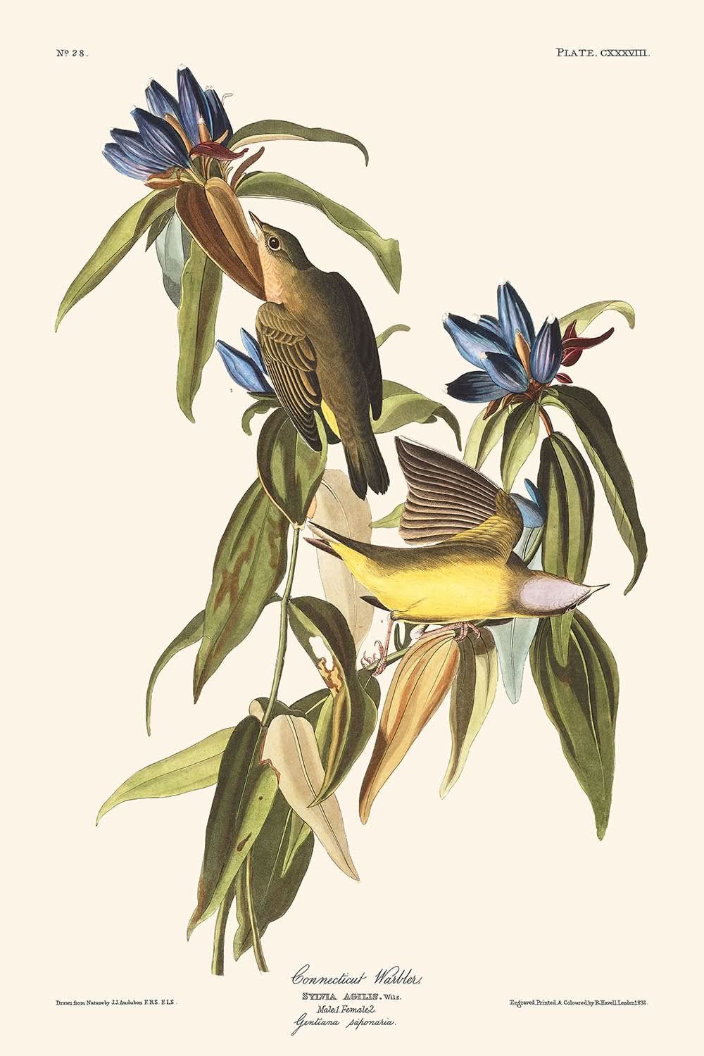 "Connecticut-Waldsänger von John James Audubon, 1827"