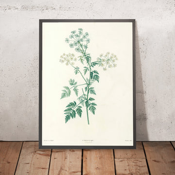 A framed image of Eryngium (Plate 29) by Pierre Joseph Redouté, 1805