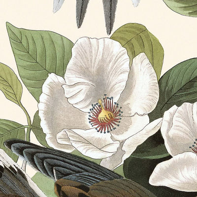 Paloma de Carolina, de John James Audubon, 1827