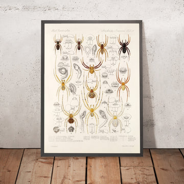 A framed image of 