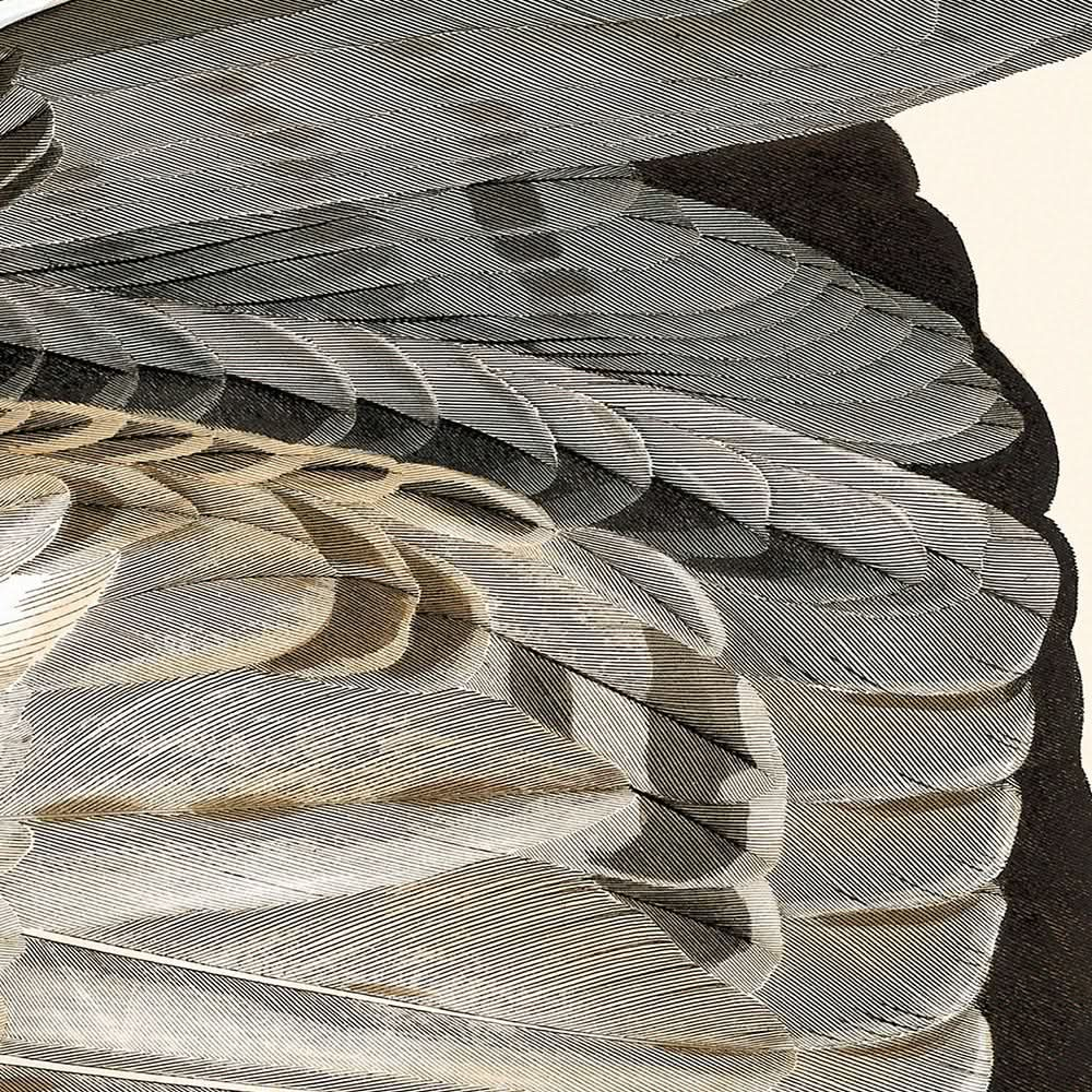 Águila pescadora, o águila pescadora, de John James Audubon, 1827