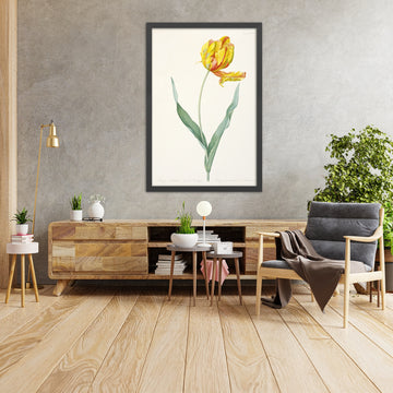A framed image of Parrot Tulip (Tulipa gesneriana var. dracontia) by Pierre Joseph Redouté, 1816