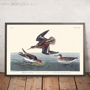 Phalarope hyperboréen de John James Audubon, 1827