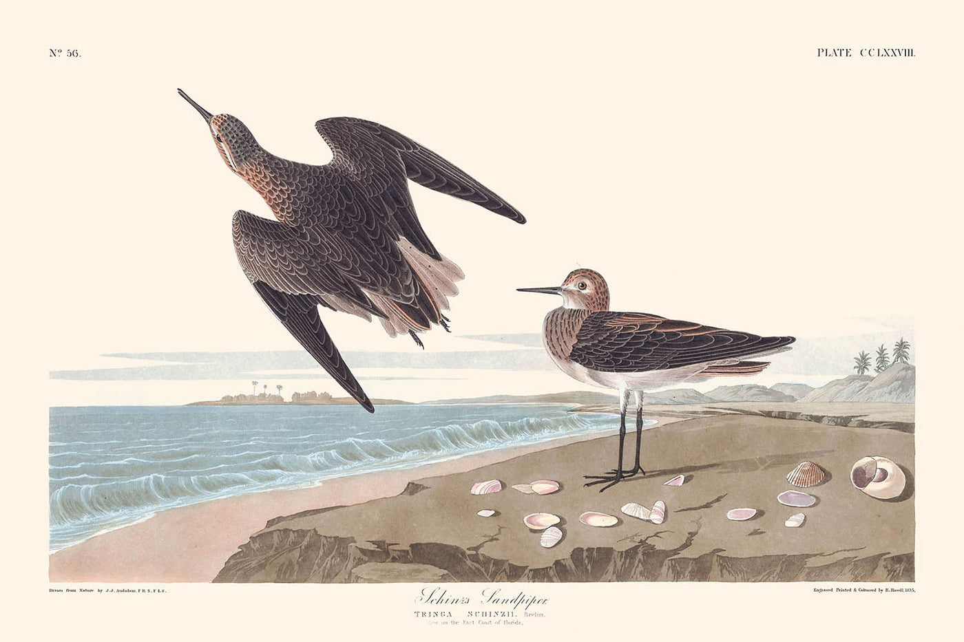 Schinz's Sandpiper by John James Audubon, 1827