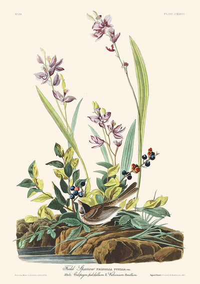 Gorrión campestre, de John James Audubon, 1827