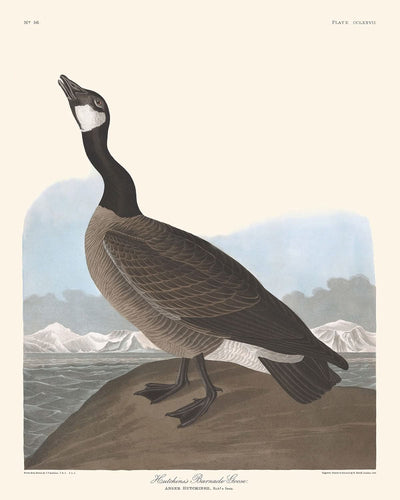 Hutchins's Barnacle Goose by John James Audubon, 1827