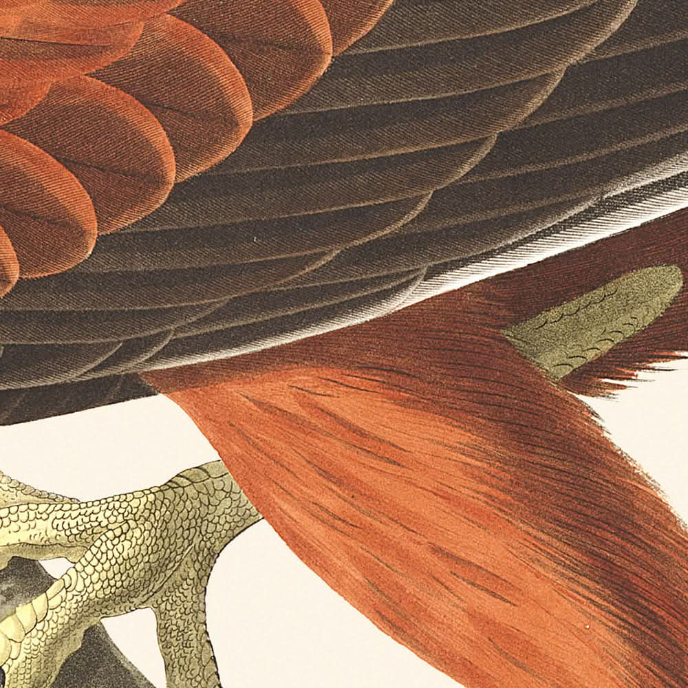 Louisiana Hawk by John James Audubon, 1827