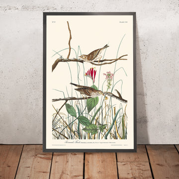 Une image encadrée de Savannah Finch par John James Audubon, 1827
