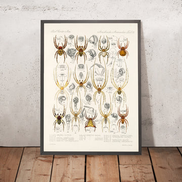 A framed image of 