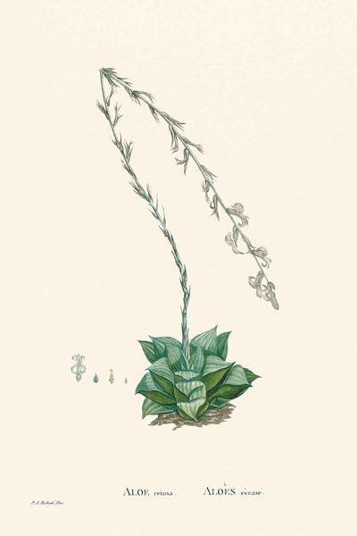 Cactus estrella de Pierre-Joseph Redouté, 1802