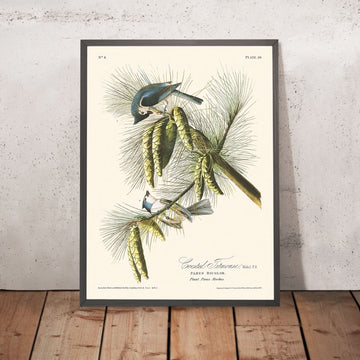 Haubenmeise von John James Audubon, 1827 