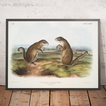 A framed image of 