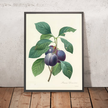 A framed image of European Plum (Prunus domestica, Plate 83) by Pierre Joseph Redouté, 1827