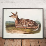 White-tailed Deer (Cervus virginianus) by John Woodhouse Audubon, 1845
