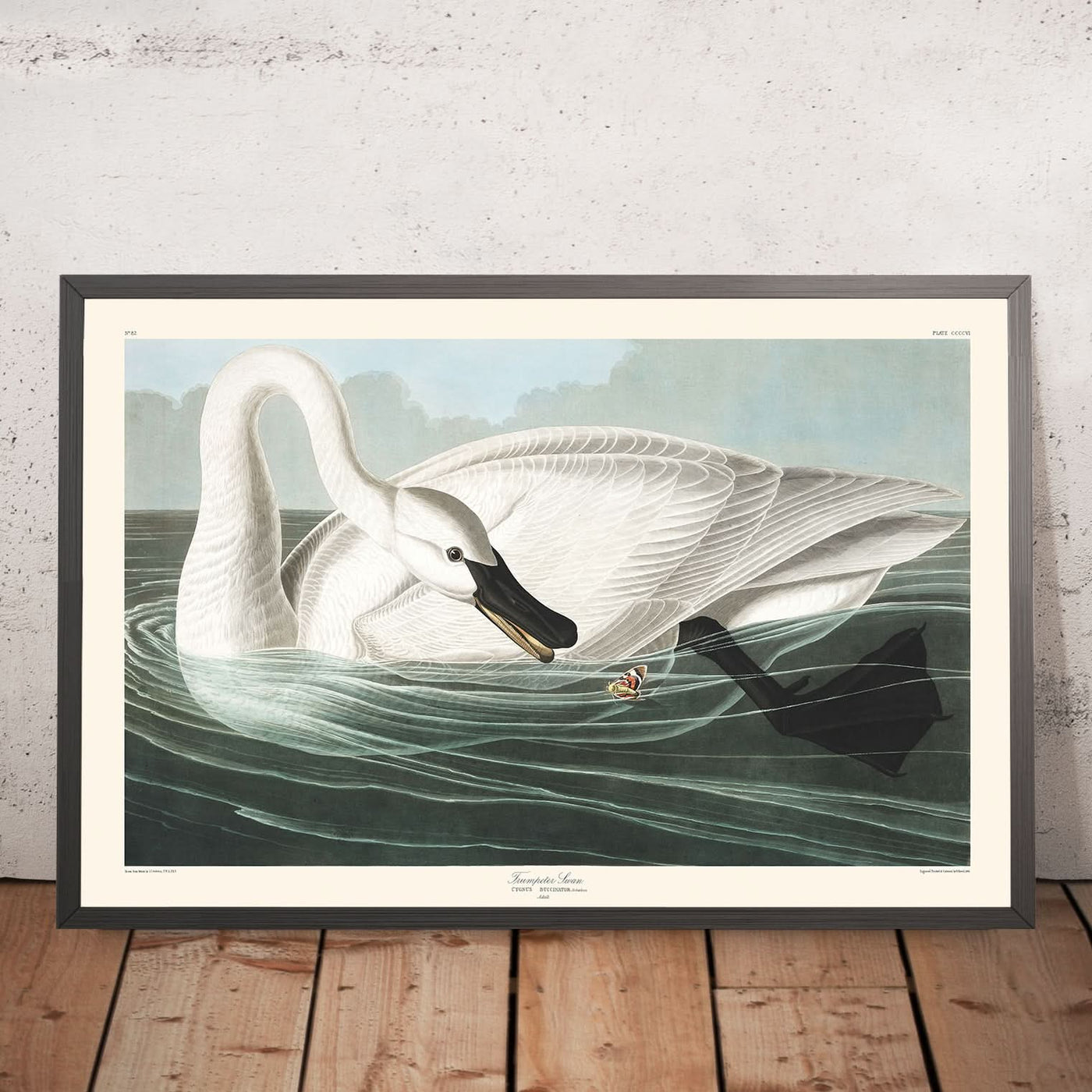 Trumpeter Swan by John James Audubon, 1827