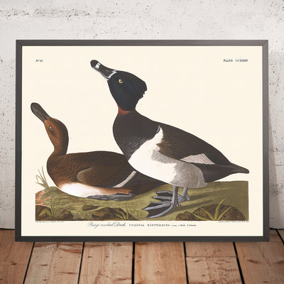 A framed image of Ring-necked Duck by John James Audubon, 1827