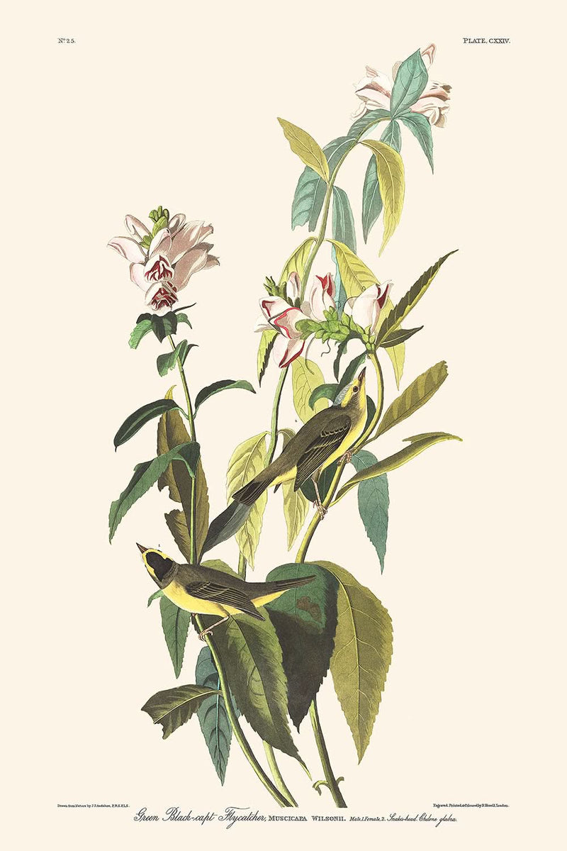 Visualiser thumbnail artwork